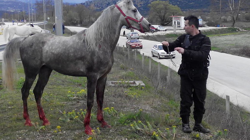 Εγνατία Οδός: Ανετράπη νταλίκα με άλογα - Σε εξέλιξη επιχείρηση απεγκλωβισμού των ζώων (pics)