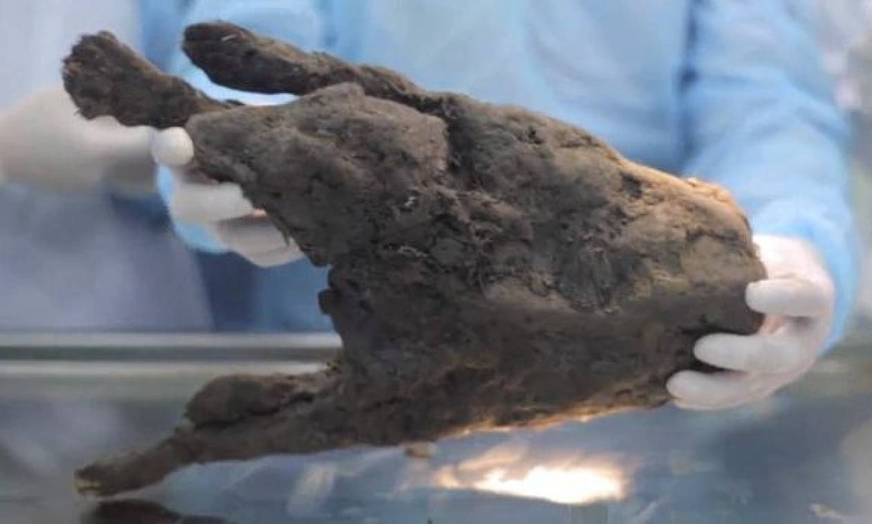 Ασύλληπτο: Επιστήμονες «επαναφέρουν στη ζωή» κουτάβι που πάγωσε πριν από 12.400 χρόνια! (video)