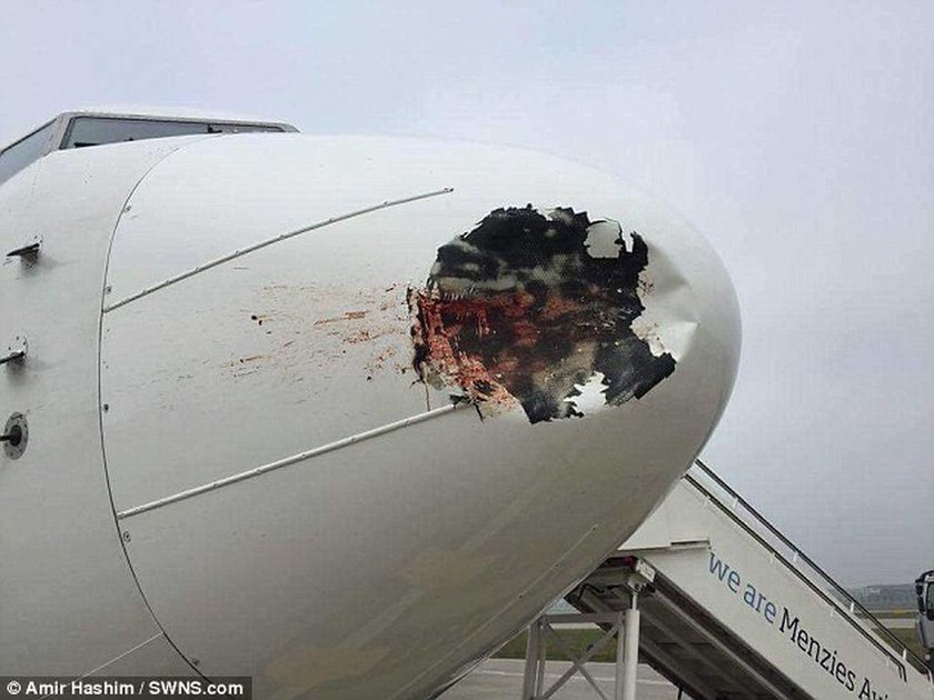 Λονδίνο: Τρομακτική σύγκρουση αεροπλάνο με πτηνό (pics)