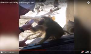 Το viral video της ημέρας: Μπαμπουίνος «τρελαίνεται» από ταχυδακτυλουργικό τρικ