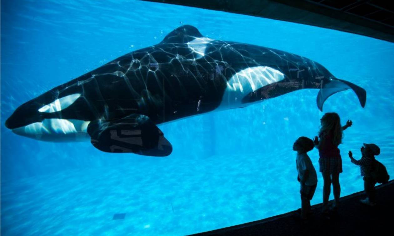 To SeaWorld τερματίζει το πρόγραμμα αναπαραγωγής για τις φάλαινες - δολοφόνους