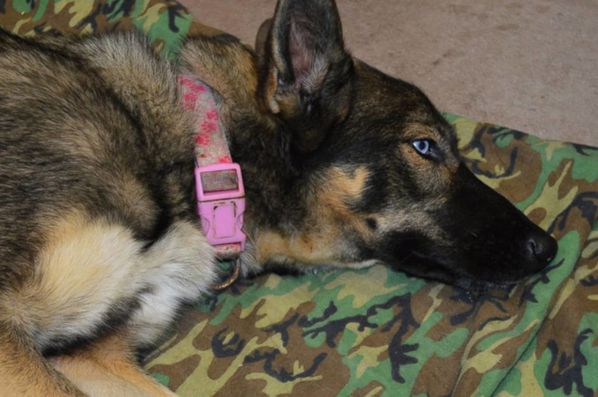 ΗΠΑ: Σκυλίτσα ναυαγός σώθηκε χάρη στο πολεμικό ναυτικό! (pics)