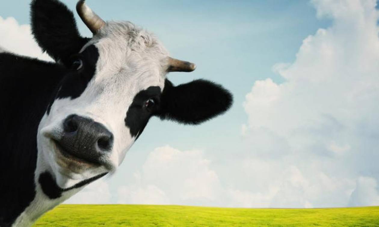 Υγειονομικός συναγερμός: Η «νόσος των τρελών αγελάδων» επιστρέφει στην Ευρώπη