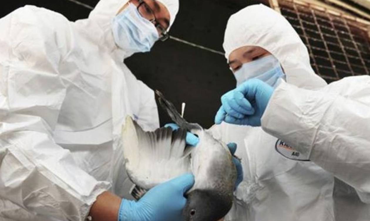 Νέο κρούσμα της γρίπης των πτηνών στη Νότια Κορέα