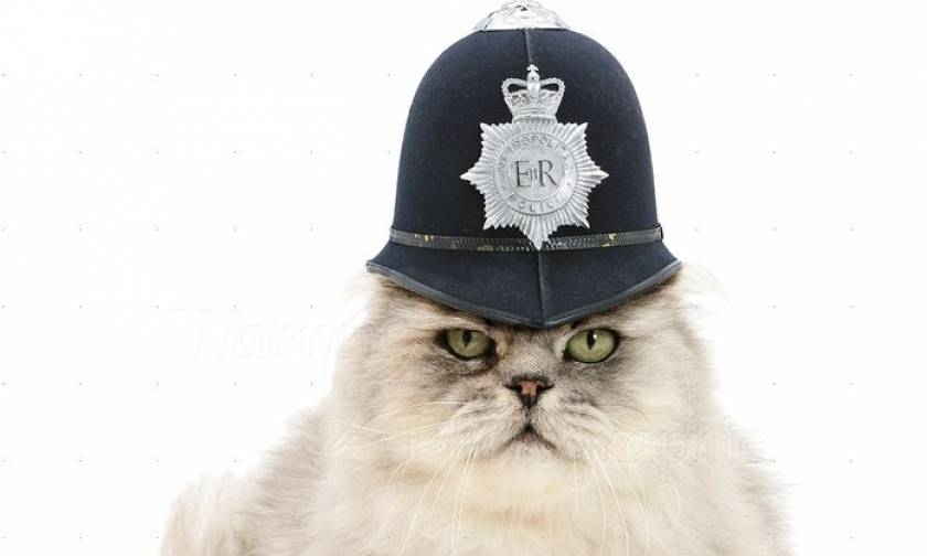 Βρετανία: Αστυνομικές γάτες, σέξι εσώρουχα για σκύλους και υπηρεσίες ταξί χωρίς... οχήματα