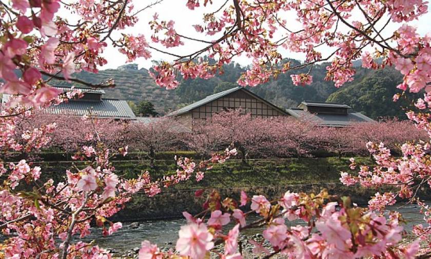 Εντυπωσιακές εικόνες: Οι κερασιές έφεραν την άνοιξη στην Ιαπωνία!