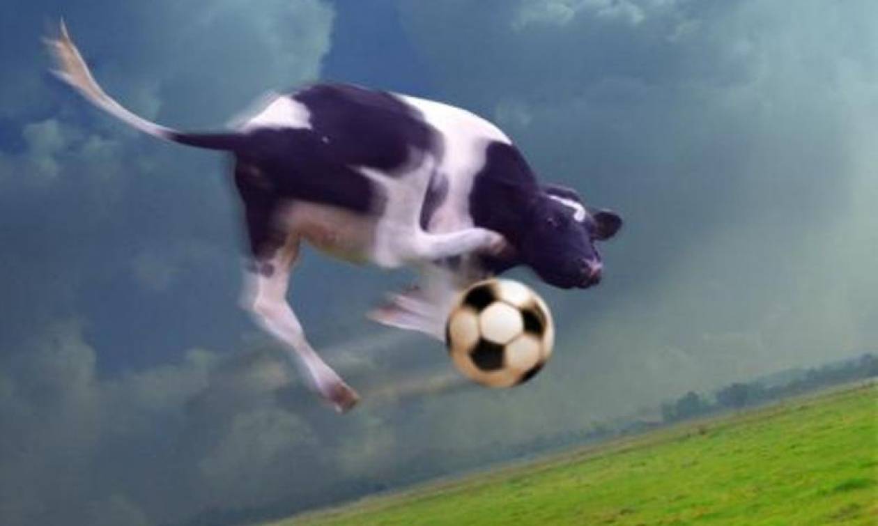 Παίζουν οι «τρελές αγελάδες» μπάλα;