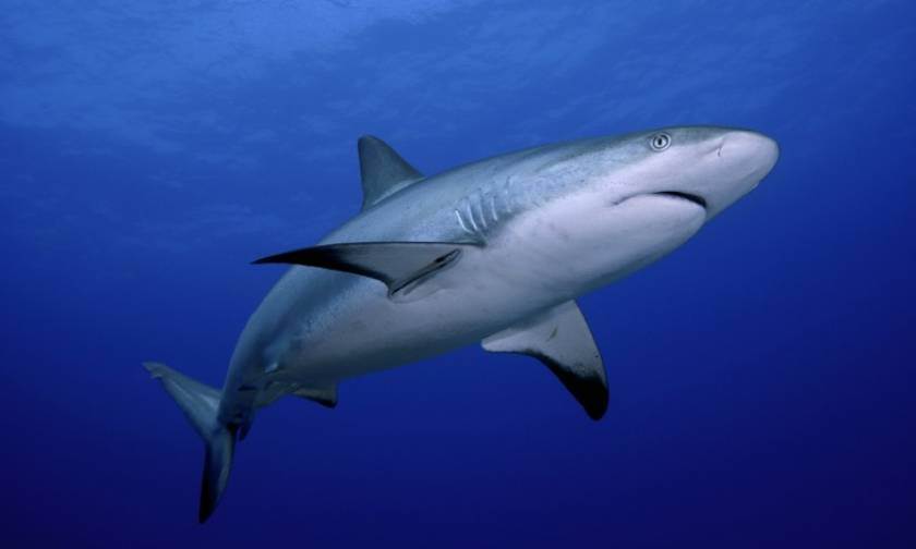Τρόμος - Λευκός καρχαρίας 2,5 μέτρων στη Στυλίδα (pics)