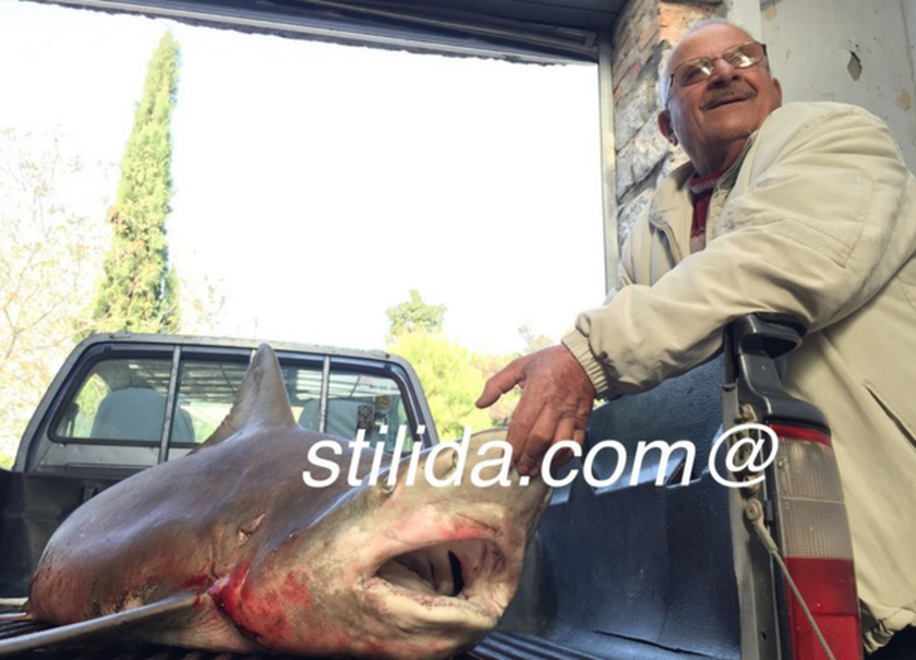 Τρόμος στη Στυλίδα - Λευκός καρχαρίας 2,5 μέτρων στη Στυλίδα (pics)