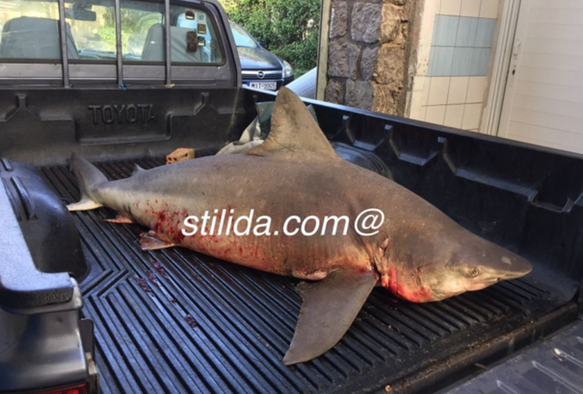 Τρόμος στη Στυλίδα - Λευκός καρχαρίας 2,5 μέτρων στη Στυλίδα (pics)