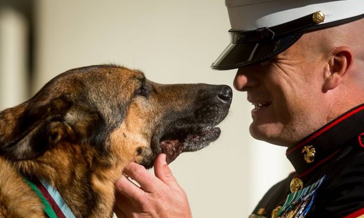 Σκυλίτσα - ήρωας τιμήθηκε για την προσφορά της στο πεδίο μάχης! (pics+vid)