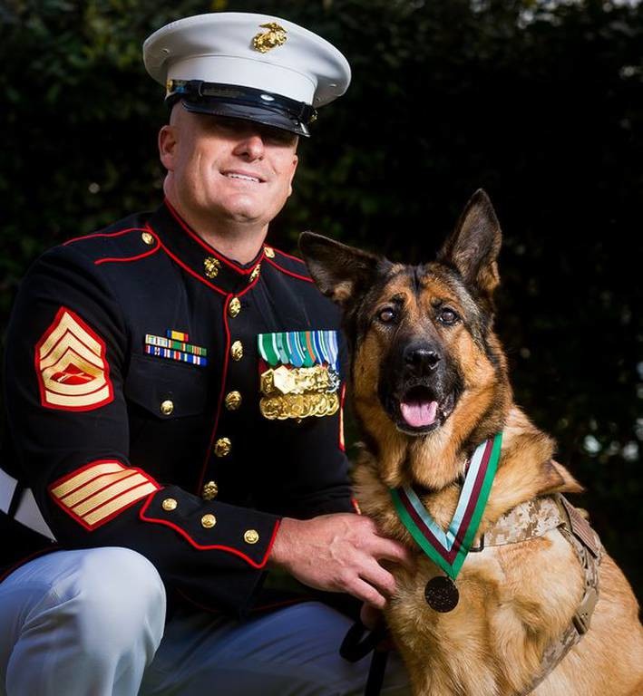 Σκυλίτσα - ήρωας τιμήθηκε λόγω της προσφοράς της στο πεδίο μάχης! (pics+vid)