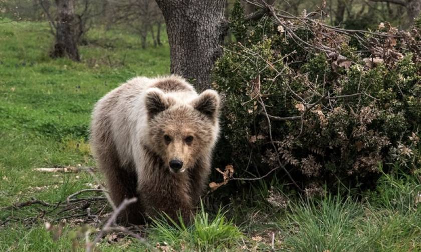 Ελεύθερος στη φύση ο Πάτρικ, το ορφανό αρκουδάκι που φρόντιζε ο «Αρκτούρος» (pics)