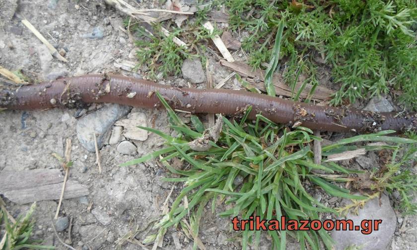 Σκουλήκι - τέρας τρομοκρατεί τα Τρίκαλα (photos)