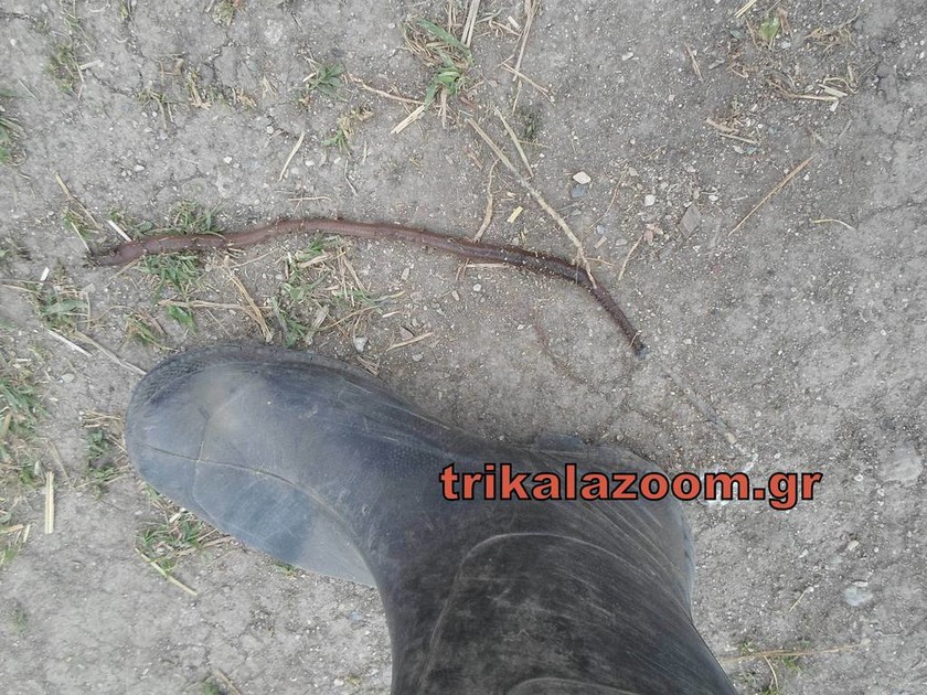 Σκουλήκι - τέρας τρομοκρατεί τα Τρίκαλα (photos) 
