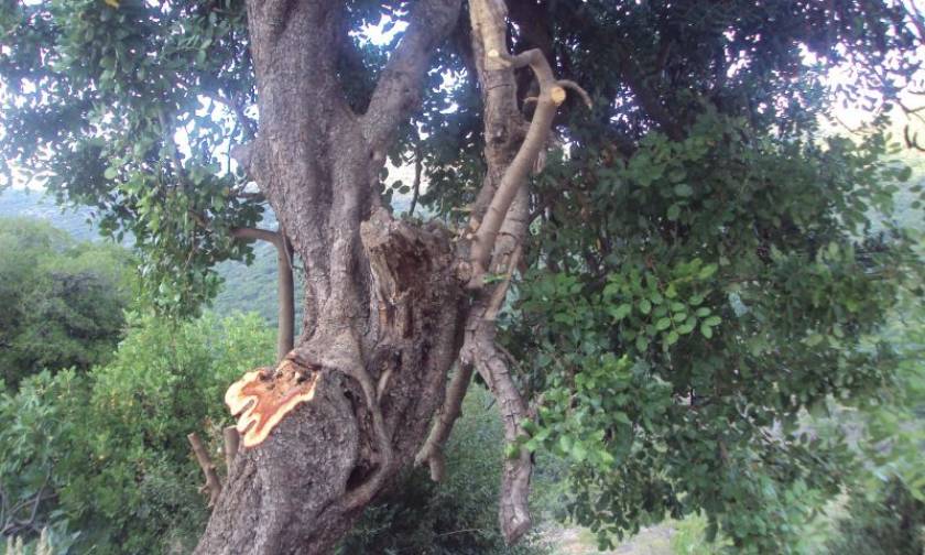 Φωκίδα: Σε κρίσιμη κατάσταση 23χρονος που καταπλακώθηκε από κορμό δέντρου