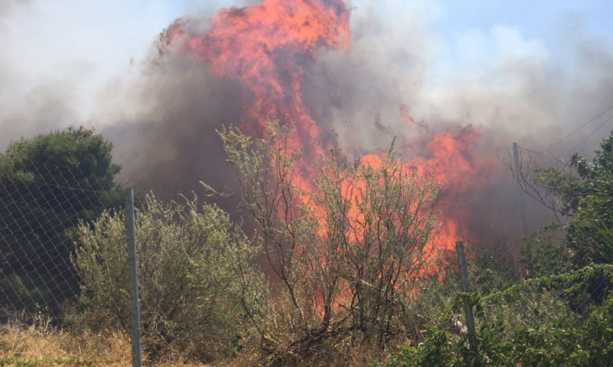 Υπό έλεγχο η μεγάλη φωτιά στην Χάλκη Νεμέας - Έγιναν στάχτη 150 στρ δασικής έκτασης