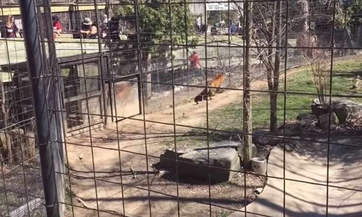 Βίντεο σοκ: Πήδηξε στο κλουβί με τις τίγρεις για να πιάσει το… καπέλο της!