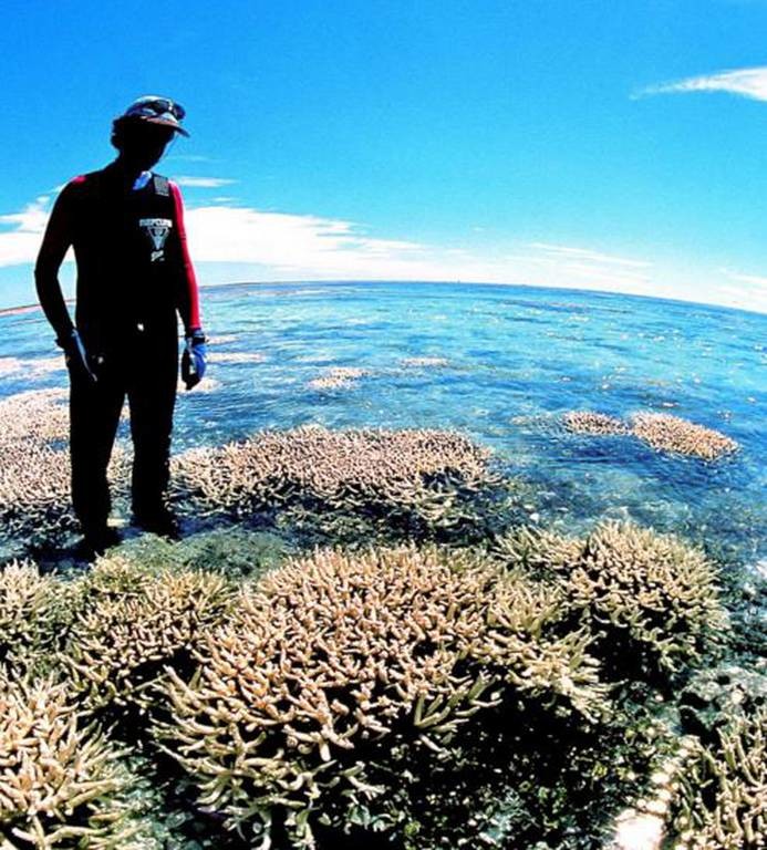Απειλείται με εξαφάνιση ο Μεγάλος Κοραλλιογενής Ύφαλος (pics)