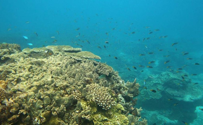 Απειλείται με εξαφάνιση ο Μεγάλος Κοραλλιογενής Ύφαλος (pics)