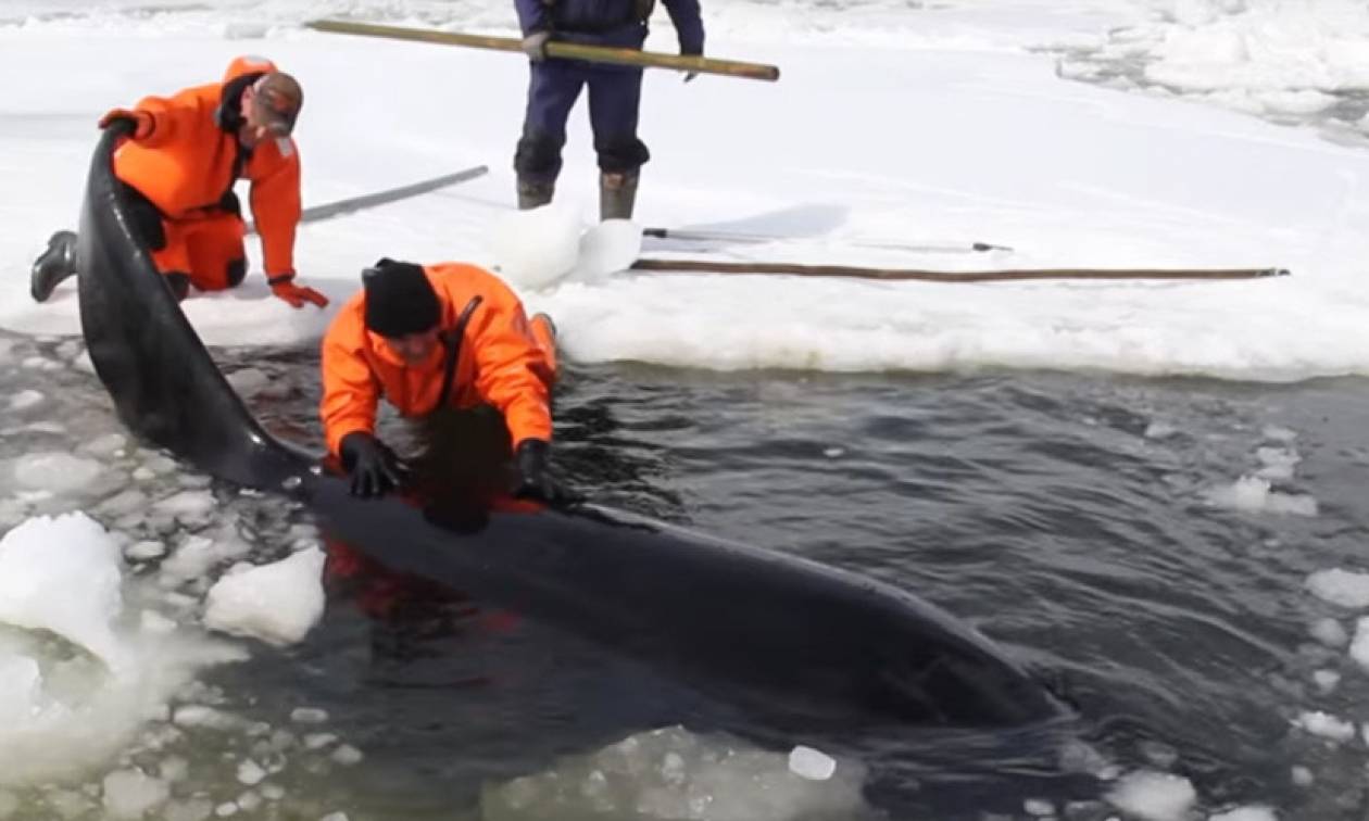 Εντυπωσιακό βίντεο: Γιγαντιαία επιχείρηση διάσωσης φαλαινών που παγιδεύτηκαν σε παγωμένα νερά!