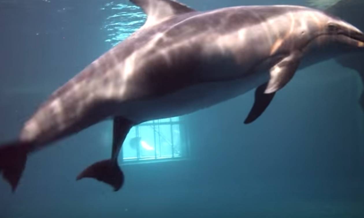 Συγκλονιστικό βίντεο: Καρέ-καρέ η γέννηση δελφινιού