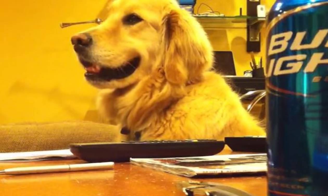 Απολαυστικό βίντεο: Η επική αντίδραση σκύλου όταν του κλείνουν τη μουσική!