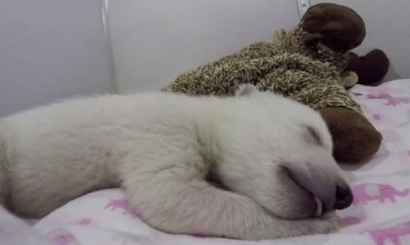Αυτό το αρκουδάκι είναι ό,τι πιο γλυκό είδες σήμερα (video)