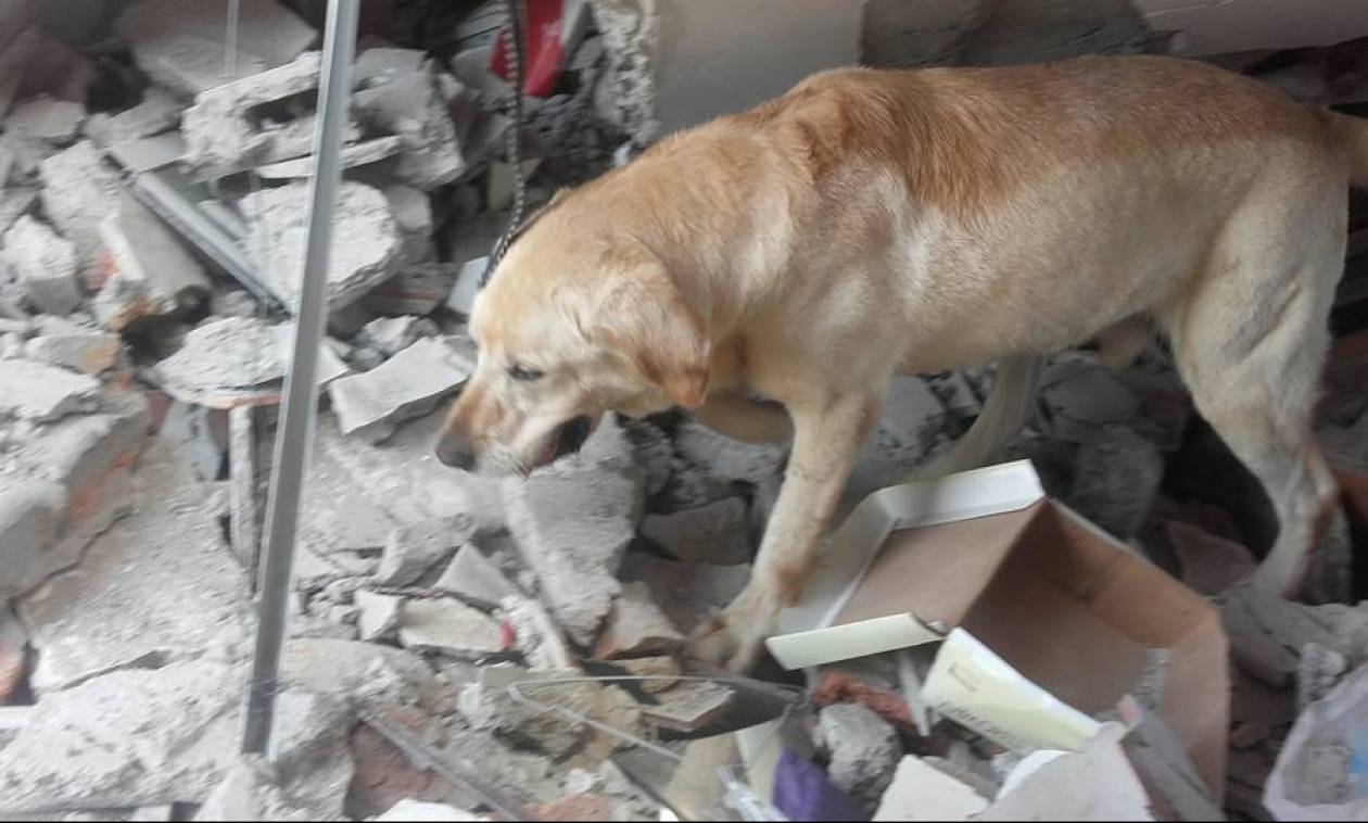 Εκουαδόρ: Σκύλος διασώστης πέθανε από υπερκόπωση αφού πρώτα έσωσε εφτά ζωές
