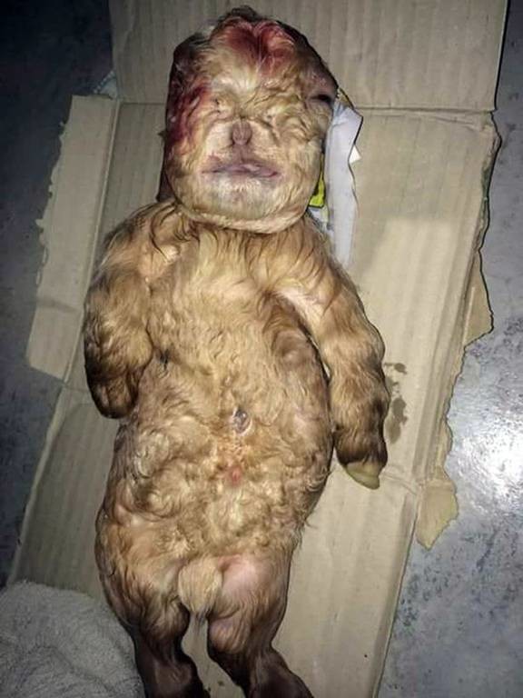 Ανατριχιαστικό: Κατσικάκι γεννήθηκε με πρόσωπο ανθρώπινου βρέφους! (photos)