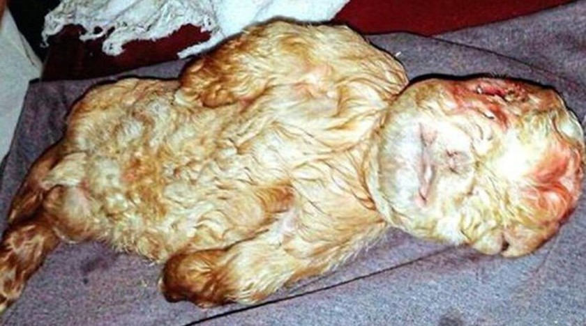 Ανατριχιαστικό: Κατσικάκι γεννήθηκε με πρόσωπο ανθρώπινου βρέφους! (photos)