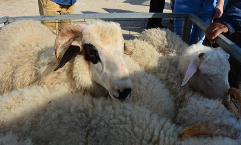 Χωρίς ελληνικά αμνοερίφια το Πάσχα του 2017, προειδοποιούν οι Έλληνες κτηνοτρόφοι