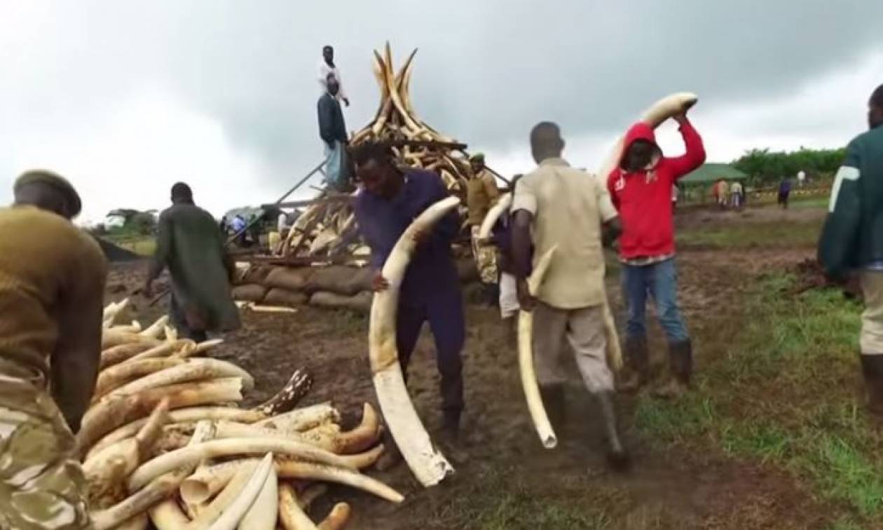 Κένυα: 105 τόνοι ελεφαντόδοντου θα καούν σήμερα Μ. Σάββατο (video)