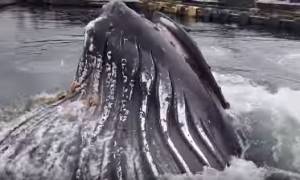 Μοναδικές εικόνες: Φάλαινα σκόρπισε τον πανικό σε λιμάνι της Αλάσκας! (vid)