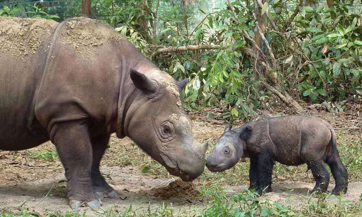 Γεννήθηκε σπάνιος ρινόκερος της Σουμάτρας σε φυσικό καταφύγιο της Ινδονησίας (pic)