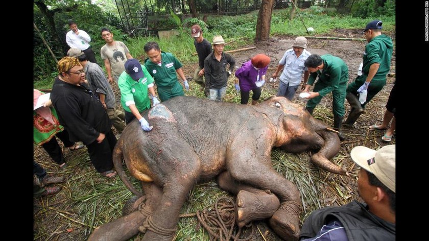 Πολίτες προσπαθούν να; μετακινήσουν άρρωστο ελέφαντα στην Ινδονησία