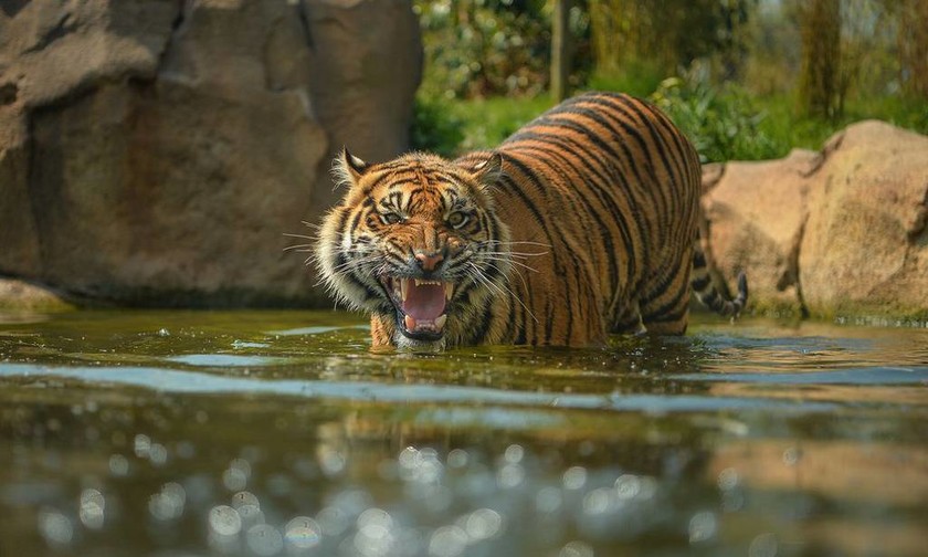 Σπάνια τίγρη Σουμάτρας στον ζωοολογικό κήπο του Τσέστερ στη Βρετανία