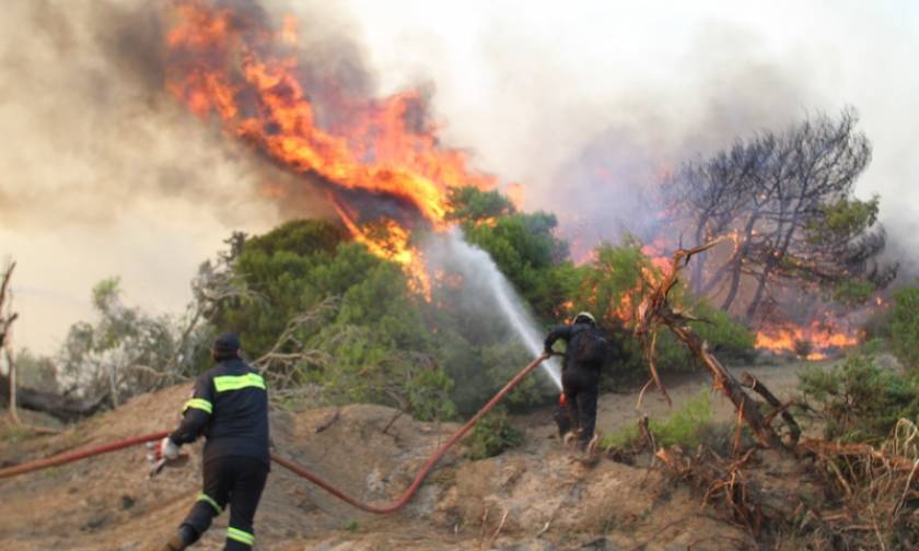 ΕΛΓΑ: Ξεκίνησαν οι αιτήσεις για το πρόγραμμα «Πυρκαγιές 2013»