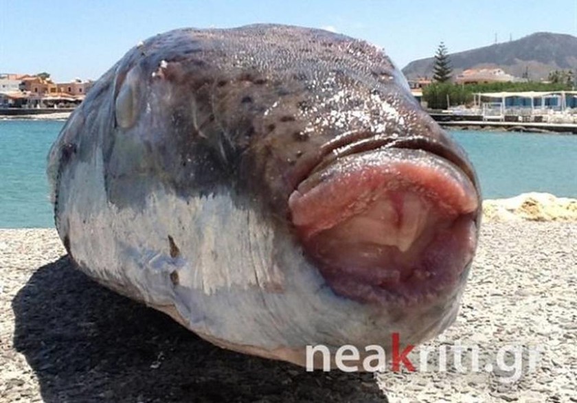 Τρόμος στην Κρήτη - Δείτε το ψάρι που τρώει ακόμα και τα αλιευτικά εργαλεία (photo)