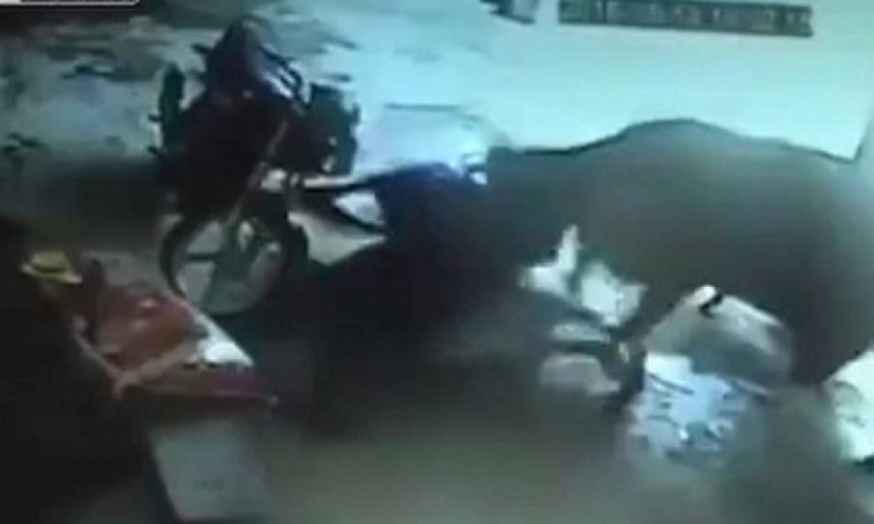 Απίστευτο και όμως αληθινό: Αγελάδα προσπαθεί να αποτρέψει τη δολοφονία κοριτσιού (video)