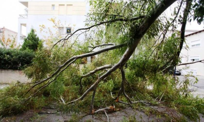 Θεσσαλονίκη:Έσπασαν δέντρα από την νεροποντή