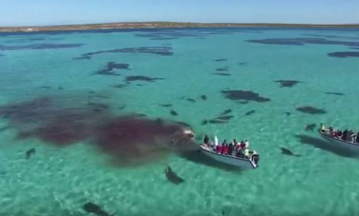 Βίντεο-τρόμος! 70 καρχαρίες τίγρεις κατασπαράζουν μια φάλαινα