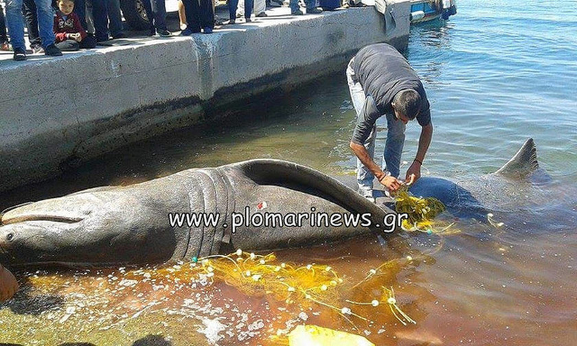 Μυτιλήνη: Ψαράδες αλίευσαν καρχαρία 7 μέτρων! (pics)