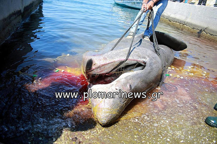 Μυτιλήνη: Ψαράδες αλίευσαν καρχαρία 7 μέτρων! (pics)