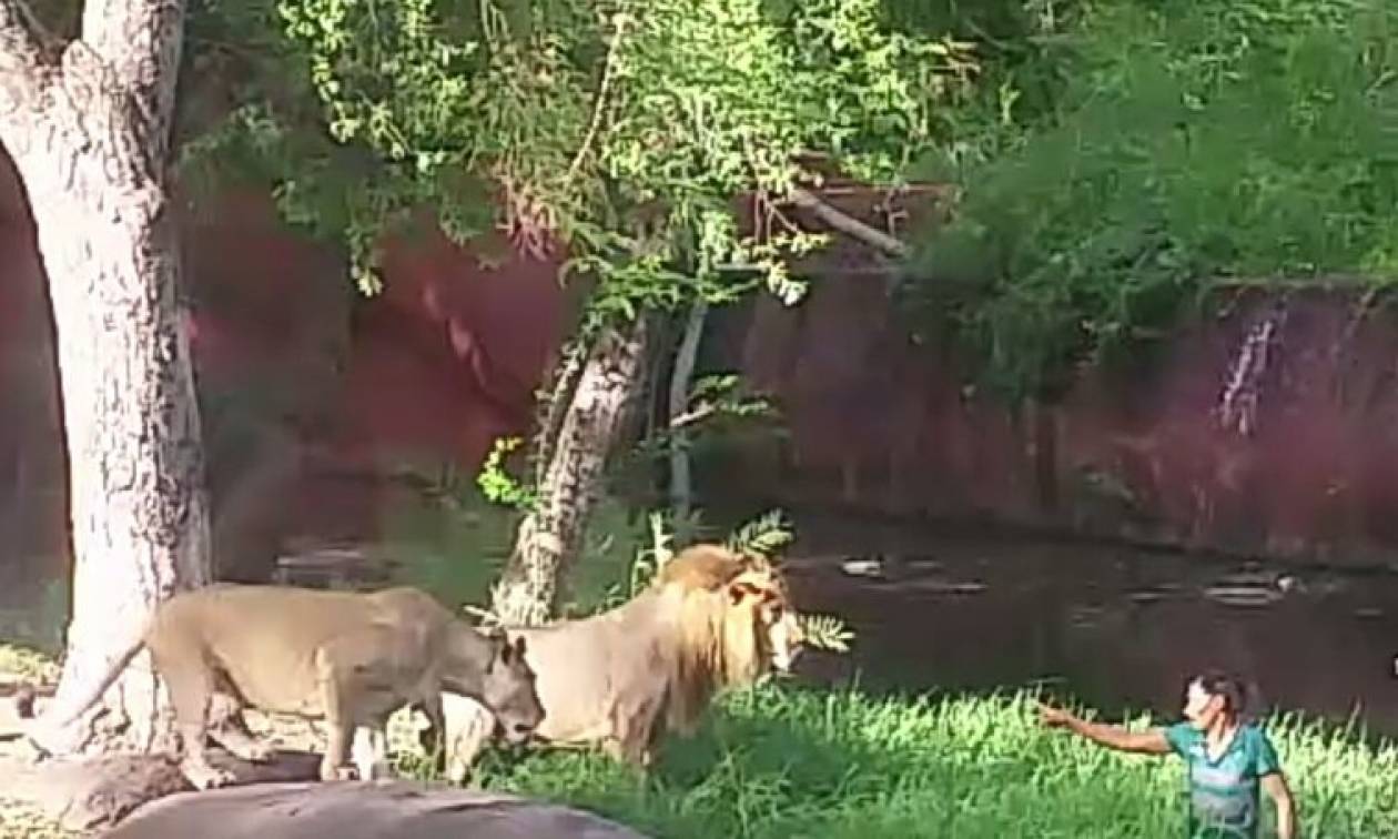 Απίστευτο βίντεο: Πήδηξε στο κλουβί με τα λιοντάρια για να τα… χαιρετήσει!