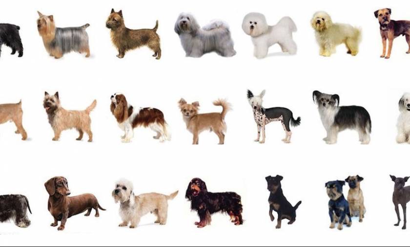 Κάνε το τεστ: Αν ήσουν σκύλος, ποια ράτσα θα ήσουν;