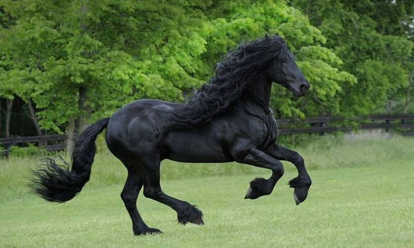 Φρειδερίκος ο Μέγας: Το πιο όμορφο άλογο στον κόσμο! (pics+vid)