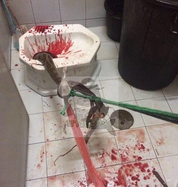Τρόμος στην τουαλέτα: Πύθωνας τού δάγκωσε το… πέος! (ΣΚΛΗΡΕΣ ΕΙΚΟΝΕΣ)