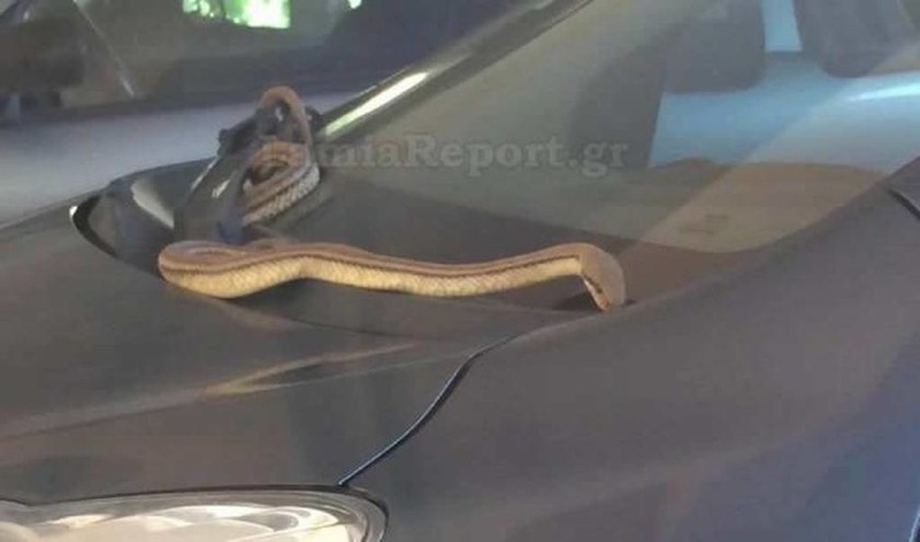 Αναστάτωση στη Λαμία: Πήγαν να πάρουν το αυτοκίνητο και βρήκαν ένα φίδι στο καπό! (pics)