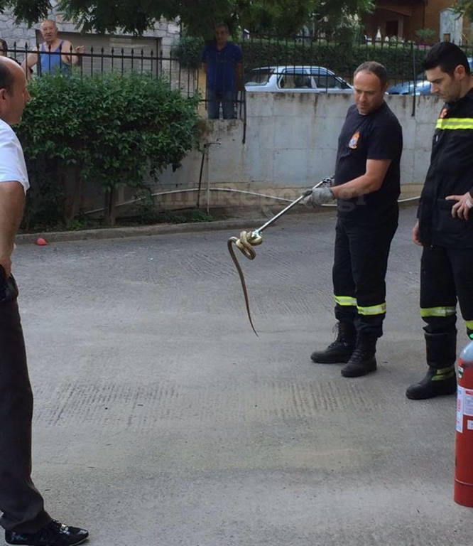 Αναστάτωση στη Λαμία: Πήγαν να πάρουν το αυτοκίνητο και βρήκαν ένα φίδι στο καπό! (pics)